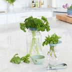 Two Produce Keepers with green herbs in water sit on a bright kitchen counter to extend produce freshness. Nearby are fresh basil leaves, a green bowl, and garden shears on a white countertop with a gold faucet.