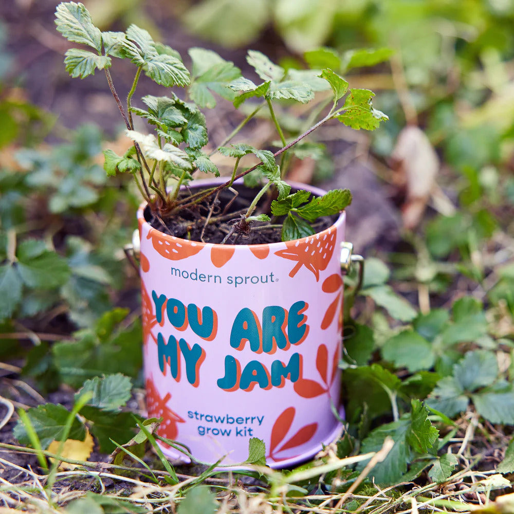 The You Are My Jam Grow Kit features a small pink reusable planter with a young strawberry plant, ideal for windowsills. The container highlights modern sprout and organic strawberry grow kit for easy at-home gardening.