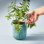 A hand uses Gardening Shears with high carbon steel blades to trim a green fern in a textured blue pot set against a pale blue background.